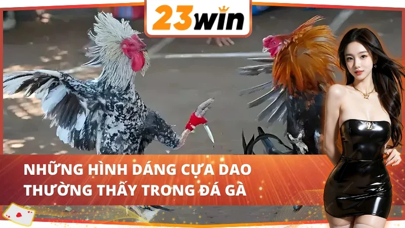 03 hình dáng cựa trong Đá Gà Cựa Dao 23WIN
