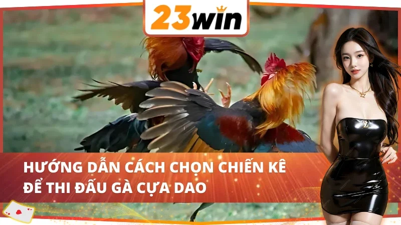 Cách chọn chiến kê Đá Gà Cựa Dao 23WIN
